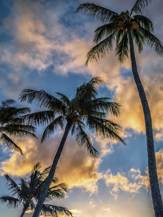 Palms with Cloud at Napili Bay