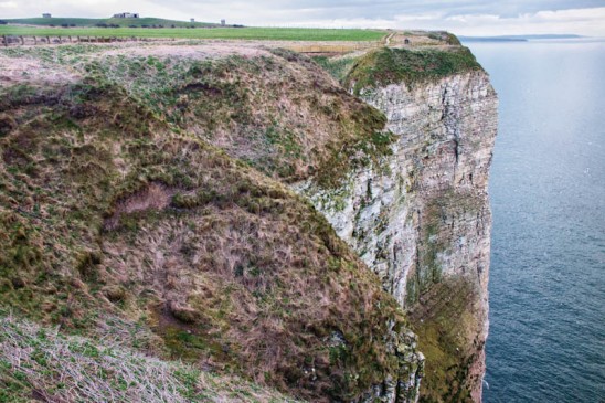 England - Bempton Cliffs -7036