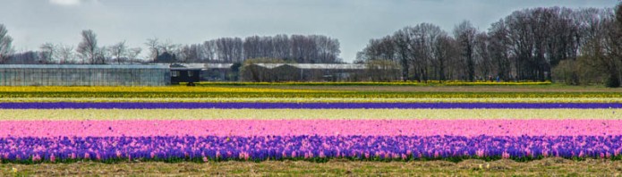 Holland - Hyacinths in April 2015 -7555
