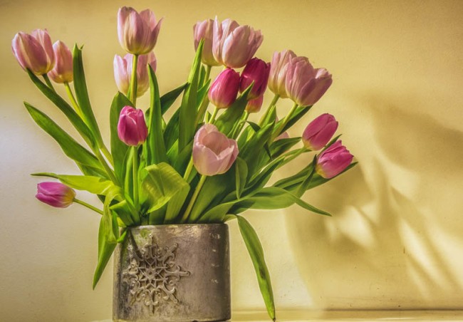Evening Tulips - 6254